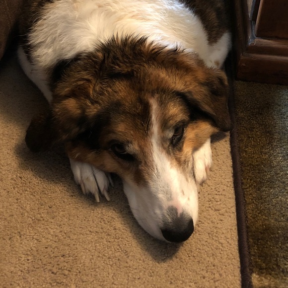 Meet your Posher, Sheila - Picture 1 of 1